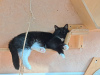Dodatkowe zdjęcia: Psotny kot Romashka szuka rodziny!