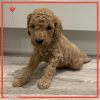 Zdjęcie №1. labradoodle - na sprzedaż w Monachium | 1465zł | Zapowiedź №107498