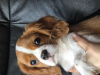 Zdjęcie №1. cavalier king charles spaniel - na sprzedaż w Stavanger | 7534zł | Zapowiedź №102615