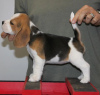 Zdjęcie №3. szczenięta rasy beagle. Niemcy