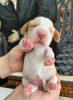 Zdjęcie №1. beagle (rasa psa) - na sprzedaż w Sewastopol | negocjowane | Zapowiedź №9795