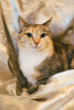 Zdjęcie №3. Słoneczny kot Mixi. Aż trzy kilogramy pozytywności.. Federacja Rosyjska