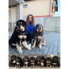 Zdjęcie №4. Sprzedam mastif tybetański w Ужгород. hodowca - cena - 1348zł