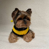 Zdjęcie №1. yorkshire terrier - na sprzedaż w Warszawa | negocjowane | Zapowiedź №77765