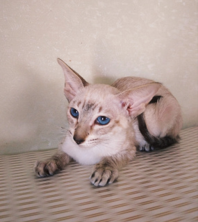 Zdjęcie №1. kot syjamski - na sprzedaż w Samara | 850zł | Zapowiedź № 6285