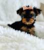 Zdjęcie №1. yorkshire terrier biewer - na sprzedaż w Флорида Сити | 1585zł | Zapowiedź №127294