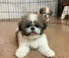 Zdjęcie №2 do zapowiedźy № 125756 na sprzedaż  shih tzu - wkupić się Szwajcaria 