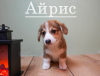 Zdjęcie №1. welsh corgi - na sprzedaż w Москва | negocjowane | Zapowiedź №47151