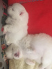 Dodatkowe zdjęcia: Champion Sired Psy White Cream Pomeranian