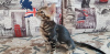 Zdjęcie №2 do zapowiedźy № 9781 na sprzedaż  kot bengalski - wkupić się Federacja Rosyjska od żłobka