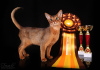 Dodatkowe zdjęcia: Klubowe kocięta abisyńskie