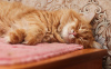 Zdjęcie №3. Cudowna kotka Bonya szuka domu!. Federacja Rosyjska