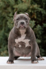 Zdjęcie №1. american bully - na sprzedaż w Petersburg | negocjowane | Zapowiedź №85845