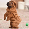 Zdjęcie №1. shar pei - na sprzedaż w Stockholm | negocjowane | Zapowiedź №113219