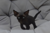 Zdjęcie №1. devon rex - na sprzedaż w Berlin | 1674zł | Zapowiedź № 119944