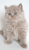 Dodatkowe zdjęcia: British longhair cat lilac babyboy - Father is World Champion