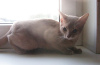 Zdjęcie №2 do zapowiedźy № 50876 na sprzedaż  kot abisyński - wkupić się Białoruś od żłobka