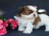 Zdjęcie №1. shih tzu - na sprzedaż w Berlin | 1585zł | Zapowiedź №56596