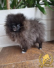 Dodatkowe zdjęcia: Pomeranian Szpic Miniaturowy
