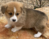 Zdjęcie №2 do zapowiedźy № 123835 na sprzedaż  welsh corgi - wkupić się Finlandia prywatne ogłoszenie, hodowca