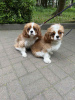 Dodatkowe zdjęcia: Słodka dziewczynka Amanda Cavalier King Charles Spaniel