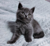 Zdjęcie №1. kot brytyjski krótkowłosy - na sprzedaż w Wołogda | 258zł | Zapowiedź № 19594