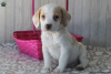 Zdjęcie №1. beagle (rasa psa) - na sprzedaż w East Texas | 1585zł | Zapowiedź №69914