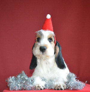 Dodatkowe zdjęcia: Griffon Greater Vendian Basset Puppies