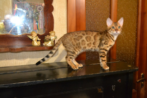 Zdjęcie №2 do zapowiedźy № 4611 na sprzedaż  kot bengalski - wkupić się Ukraina od żłobka, hodowca