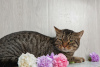 Zdjęcie №3. Kot Przystojny Marek szuka domu.. Federacja Rosyjska