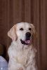 Zdjęcie №2 do zapowiedźy № 82510 na sprzedaż  pies nierasowy - wkupić się Federacja Rosyjska od żłobka
