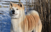 Zdjęcie №2 do zapowiedźy № 10441 na sprzedaż  akita (rasa psa) - wkupić się Ukraina od żłobka