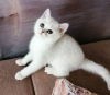 Zdjęcie №2 do zapowiedźy № 6362 na sprzedaż  kot brytyjski krótkowłosy - wkupić się Białoruś prywatne ogłoszenie