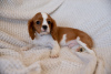 Zdjęcie №1. cavalier king charles spaniel - na sprzedaż w Tallinn | 7534zł | Zapowiedź №43859