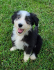 Zdjęcie №2 do zapowiedźy № 110091 na sprzedaż  bearded collie - wkupić się USA 