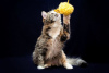 Zdjęcie №3. Puszysta trójkolorowa kotka Maggie w dobrych rękach. Federacja Rosyjska