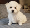 Zdjęcie №1. bichon frise - na sprzedaż w Montreal | negocjowane | Zapowiedź №42610