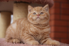 Zdjęcie №1. kot amerykański krótkowłosy - na sprzedaż w Челадна | Bezpłatny | Zapowiedź № 56301