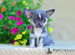 Zdjęcie №3. Dziewczynka Chihuahua. Federacja Rosyjska