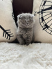 Zdjęcie №1. scottish fold - na sprzedaż w Kolonia | Bezpłatny | Zapowiedź № 109734