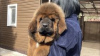 Zdjęcie №1. mastif tybetański - na sprzedaż w Samara | negocjowane | Zapowiedź №10236