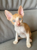 Zdjęcie №1. kot cornish rex - na sprzedaż w Vienna | 1256zł | Zapowiedź № 88502