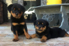 Zdjęcie №1. rottweiler - na sprzedaż w Warszawa | 1256zł | Zapowiedź №57362