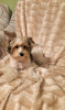 Zdjęcie №2 do zapowiedźy № 89725 na sprzedaż  yorkshire terrier - wkupić się Republika Czeska prywatne ogłoszenie