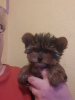 Zdjęcie №2 do zapowiedźy № 30034 na sprzedaż  yorkshire terrier - wkupić się Belgia prywatne ogłoszenie