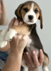 Dodatkowe zdjęcia: Szczenięta rasy beagle