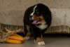 Zdjęcie №1. berneński pies pasterski - na sprzedaż w Mińsk | 5421zł | Zapowiedź №13214