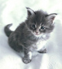Zdjęcie №3. Urocze kocięta do bezpłatnej adopcji w Twojej okolicy w USA