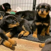 Zdjęcie №1. rottweiler - na sprzedaż w Borlänge | 1486zł | Zapowiedź №13386