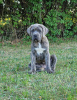 Dodatkowe zdjęcia: Cane Corso Italiano Puppies (FCI)